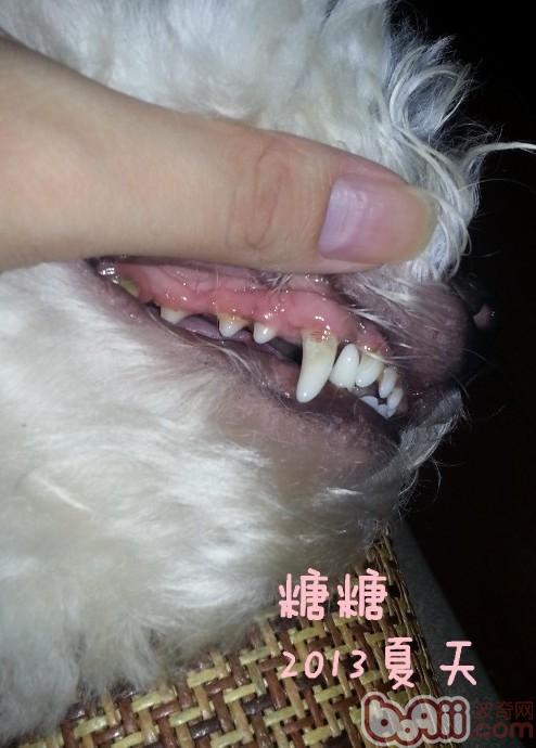 简介常见的犬类牙科问题