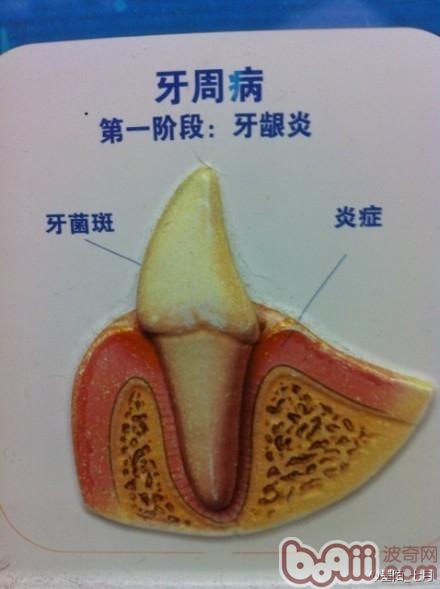 简介常见的犬类牙科问题