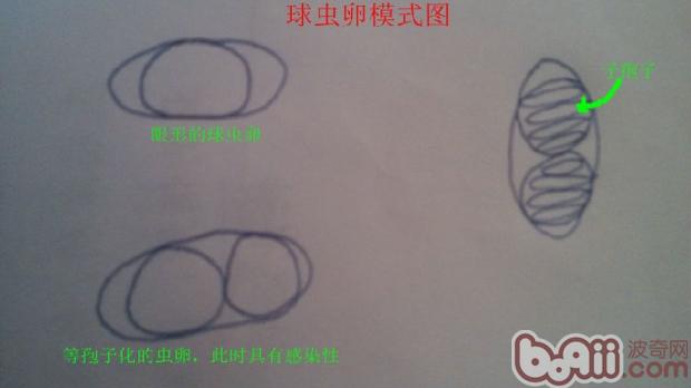 关于犬猫球虫病的详细介绍