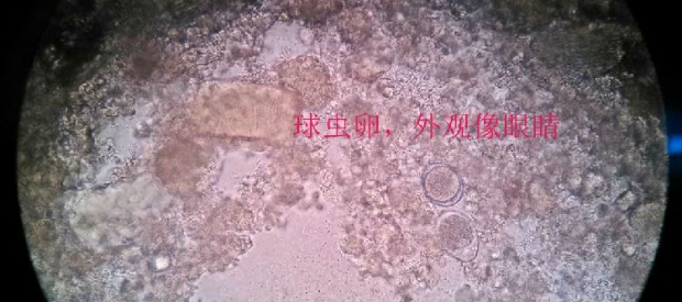 关于犬猫球虫病的详细介绍