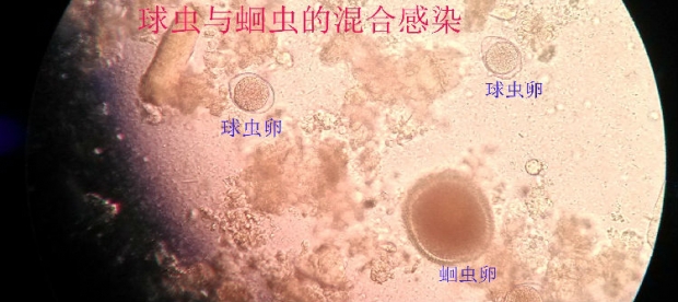 关于犬猫球虫病的详细介绍