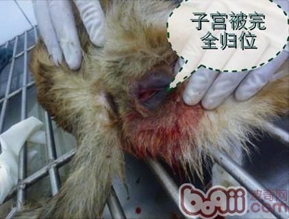 一例典型犬子宫脱出病例的解析