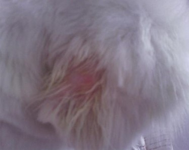 宠物犬常见的四种寄生虫病