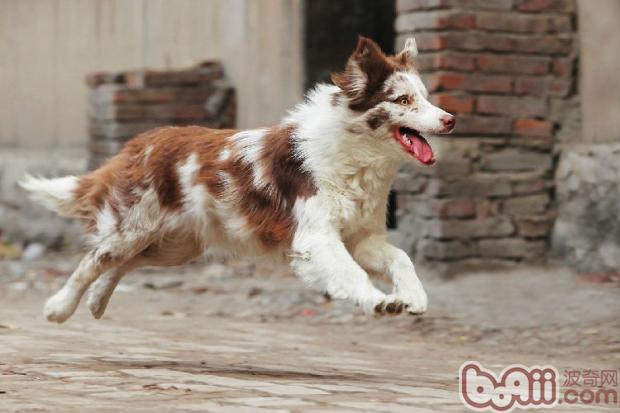 宠物犬繁殖中陨石基因和白色基因在遗传方面的资料