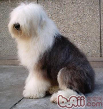 犬类睑外翻症状和治疗方法