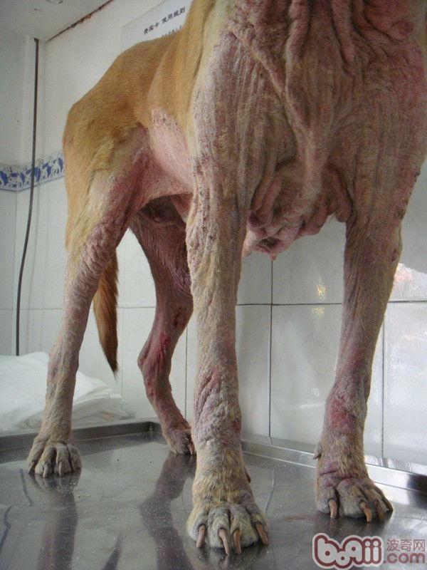 秋季，常见犬的皮肤病（二）蠕形螨感染