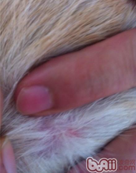 犬的常见皮肤病（一）过敏性皮炎