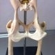 浅谈犬的髋关节发育异常的治疗
