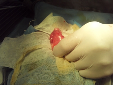 一例犬小肠切开取出异物的手术