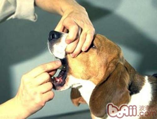 狗狗生病时主人投药的方法