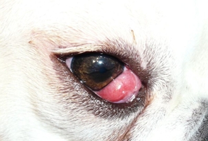 宠物犬第三眼睑突出症状和治疗方法