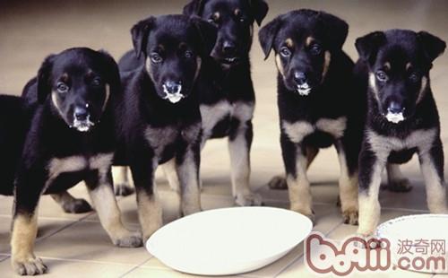 狗狗产后缺钙的治疗方法与护理