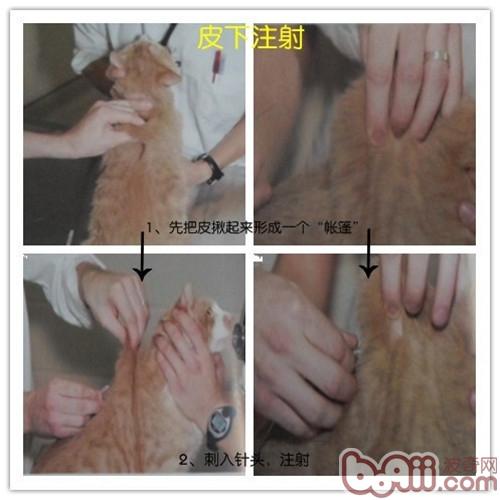 免疫—为犬猫健康保驾护航