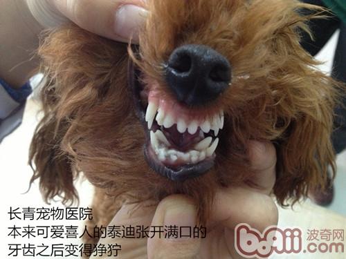 泰迪犬双排牙的危害