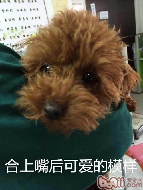 泰迪犬双排牙的危害