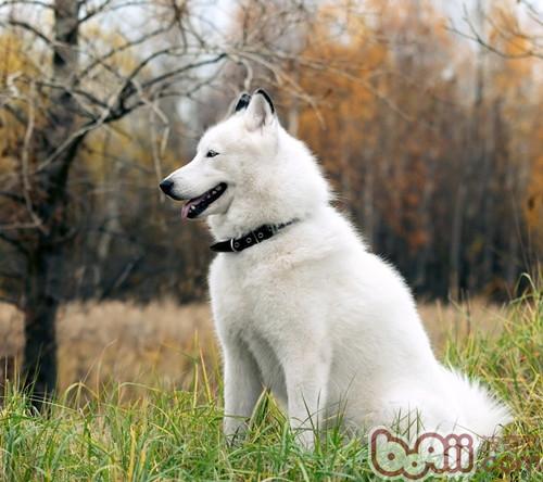 冬季狗狗病患多，注意防治