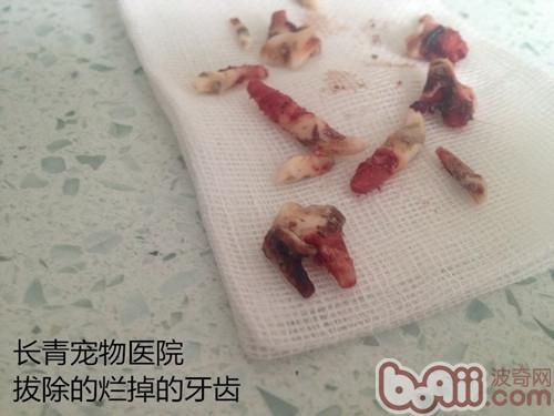 犬猫牙龈炎牙根腐烂导致的颜面瘘