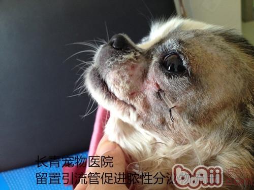 犬猫牙龈炎牙根腐烂导致的颜面瘘