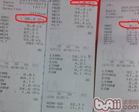 狗狗细小症状和治疗方法