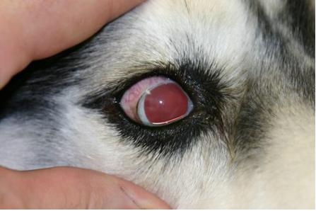 关于狗狗青光眼的治疗案例