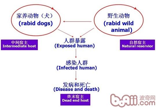 狂犬病防治