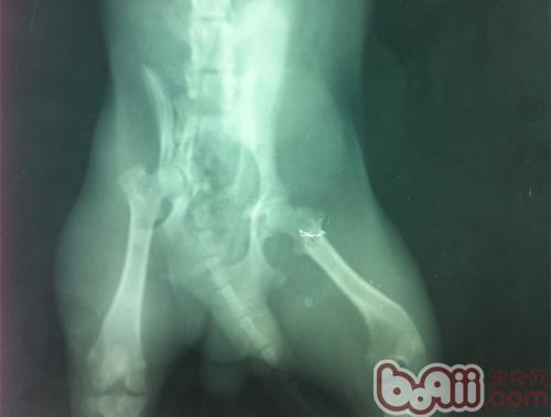 犬骨盆骨折