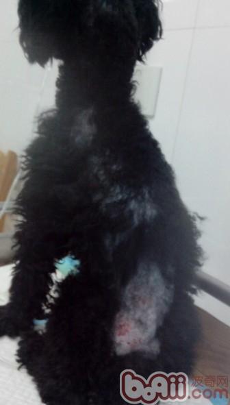一例犬甲状腺机能低下症病例分析