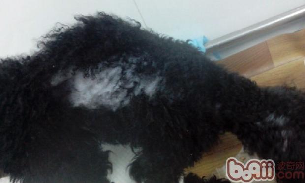 一例犬甲状腺机能低下症病例分析