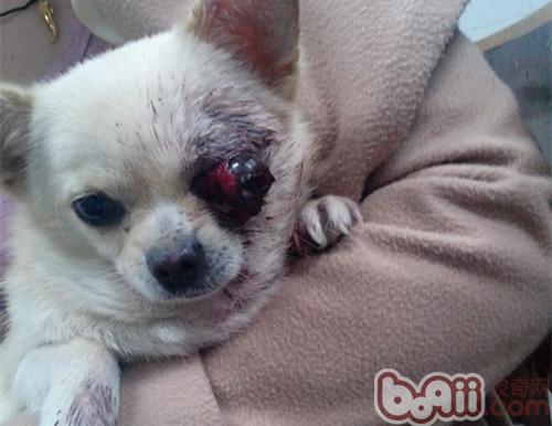 犬眼部损伤的原因和处理