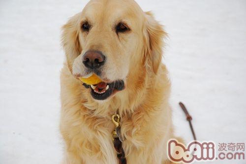 判断金毛犬是否怀孕的方法