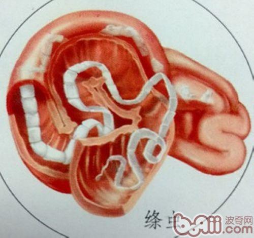 犬复孔绦虫节片图片