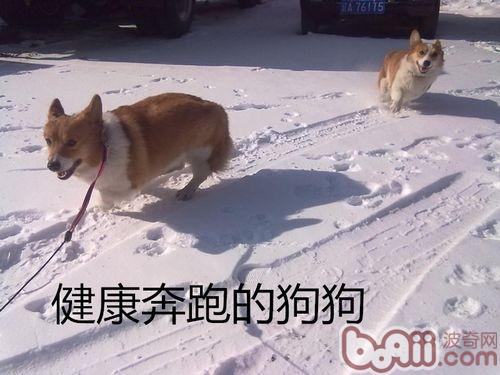 狗狗跛行的相关问题