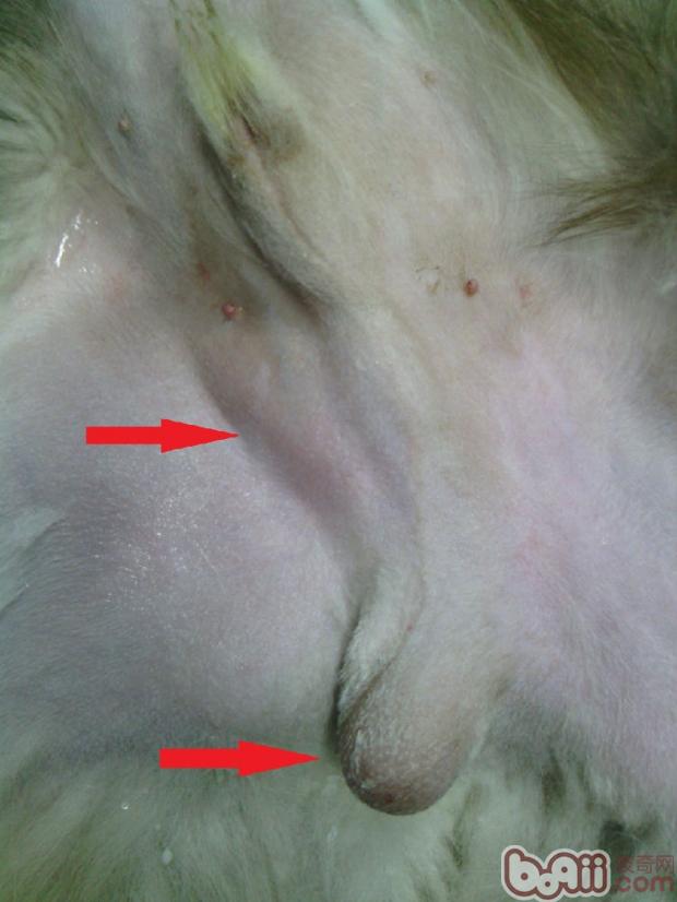 一例犬隐睾的手术治疗