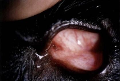 宠物泪腺堵塞症状和治疗方法
