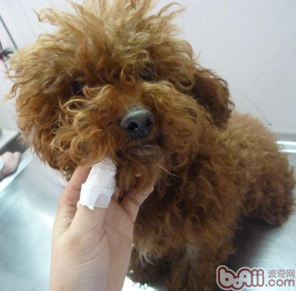 犬常见皮肤病（五）马拉色菌皮炎