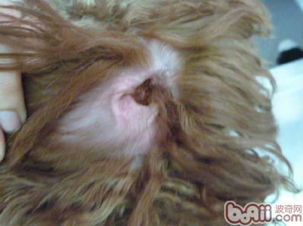犬常见皮肤病（五）马拉色菌皮炎