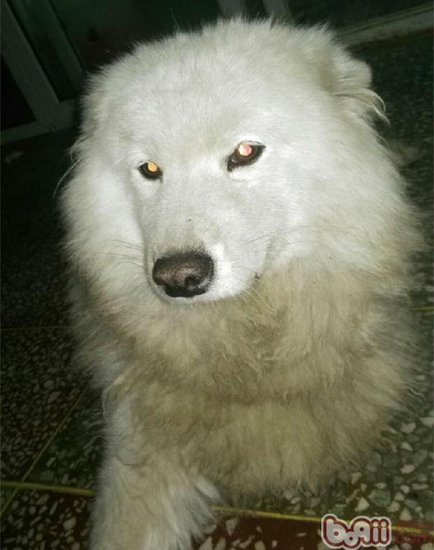 犬车祸后脊椎骨折的治疗