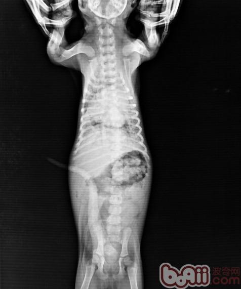 小病宜治不宜拖—犬大叶性肺炎