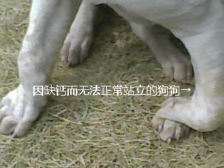 狗狗缺钙了怎么办