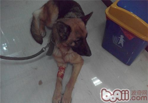 一例犬胃扭转的诊治