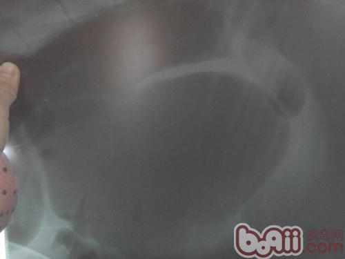 一例犬胃扭转的诊治