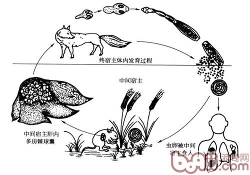 人犬共患寄生虫病——包虫病