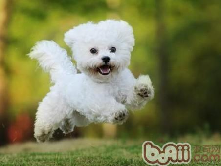 狗狗拉肚子可能是着凉引起