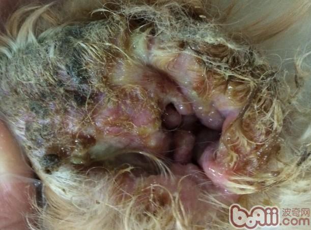 犬外耳炎的诊治