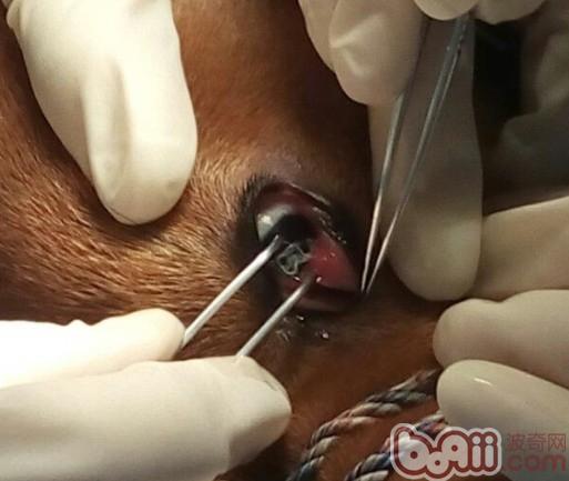 犬结膜吸吮线虫病的诊治