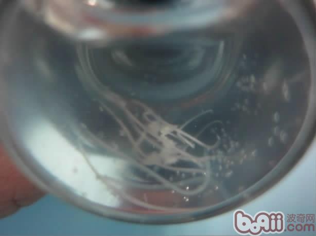 犬结膜吸吮线虫病的诊治