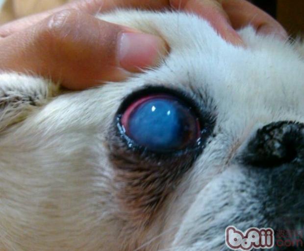 京巴犬角膜炎的病例分析