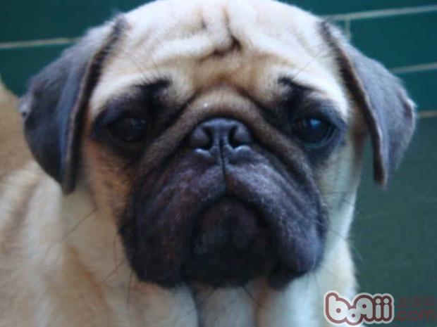 被家养宠物咬伤需要注射狂犬疫苗吗
