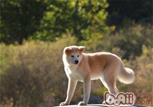 秋田犬怀孕的症状有哪些？