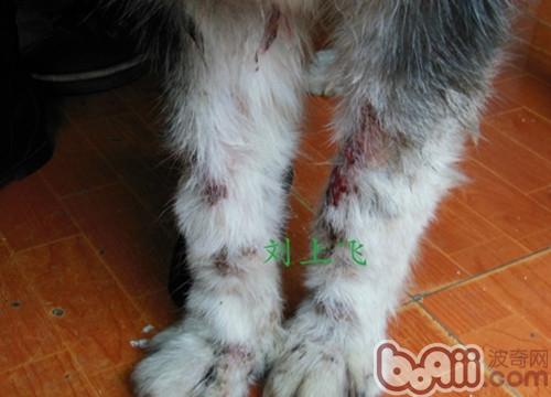 一例犬蠕形螨的病例分析
